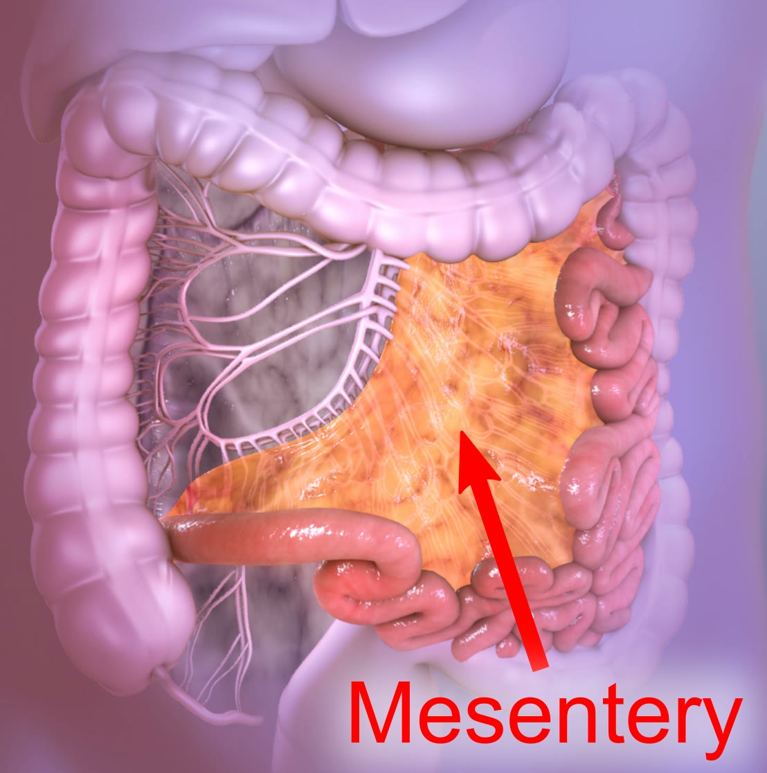 Ilustração anatômica: Mesentério (Mesentery)