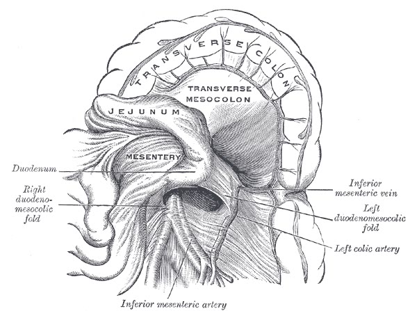 Ilustração anatômica: Mesocolo (Mesocolon)