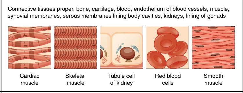 Ilustração anatômica: Mesoderma (Mesoderm)