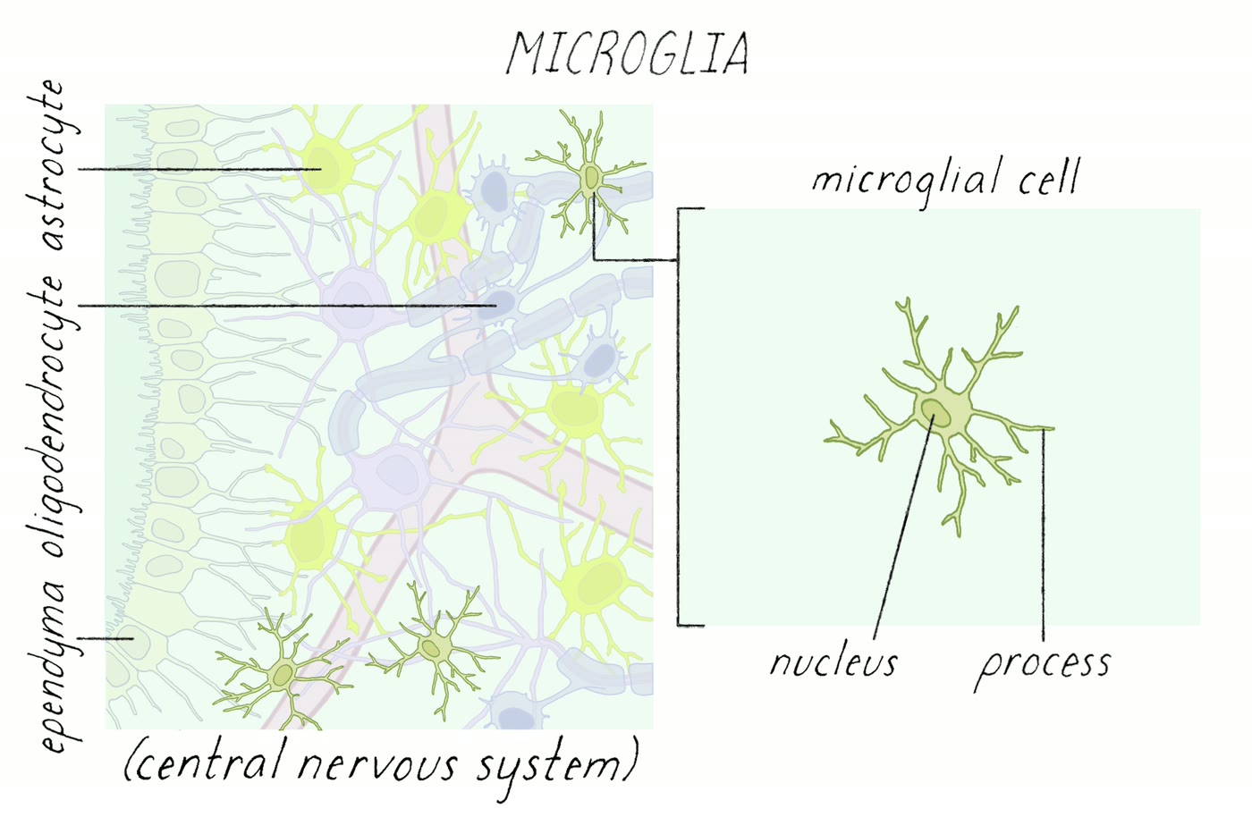Ilustração anatômica: Micróglia (Microglia)