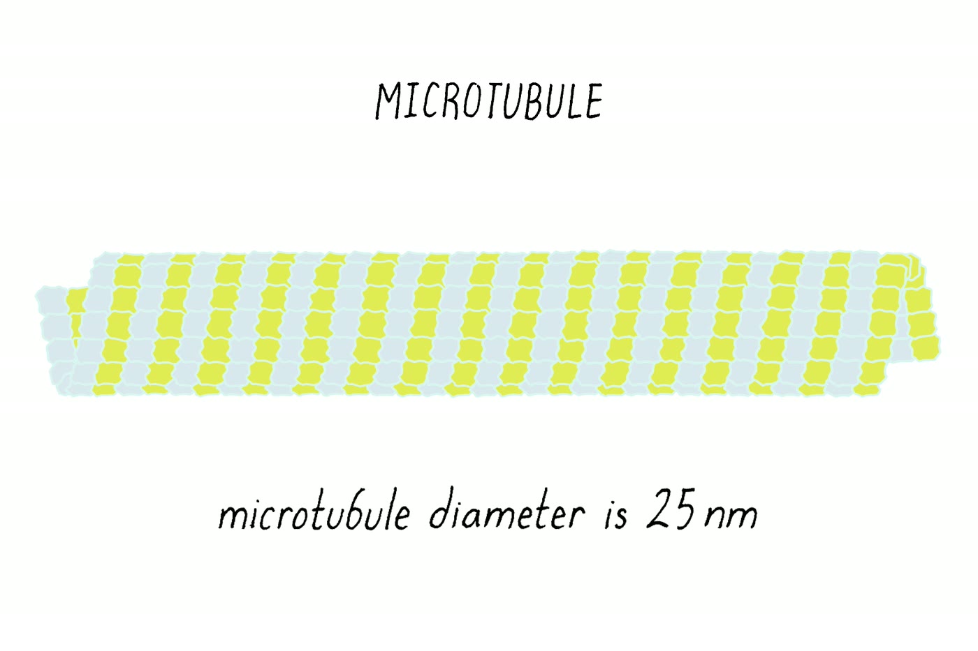 Ilustração anatômica: Microtúbulo (Microtubules)