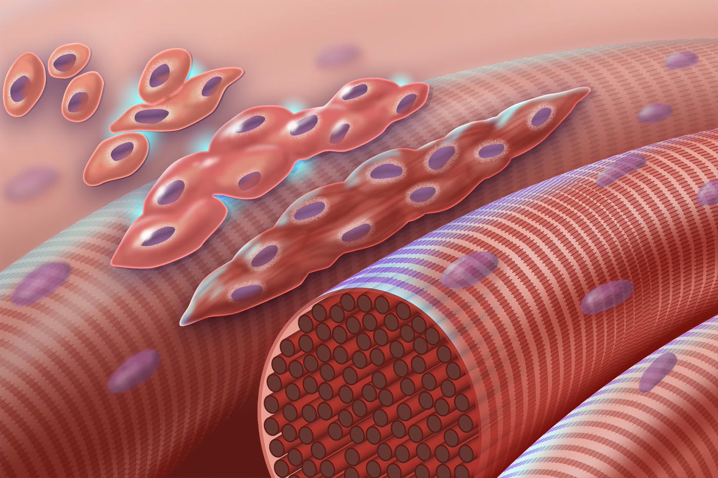 Ilustração anatômica: Mioblasto (Myoblasts)