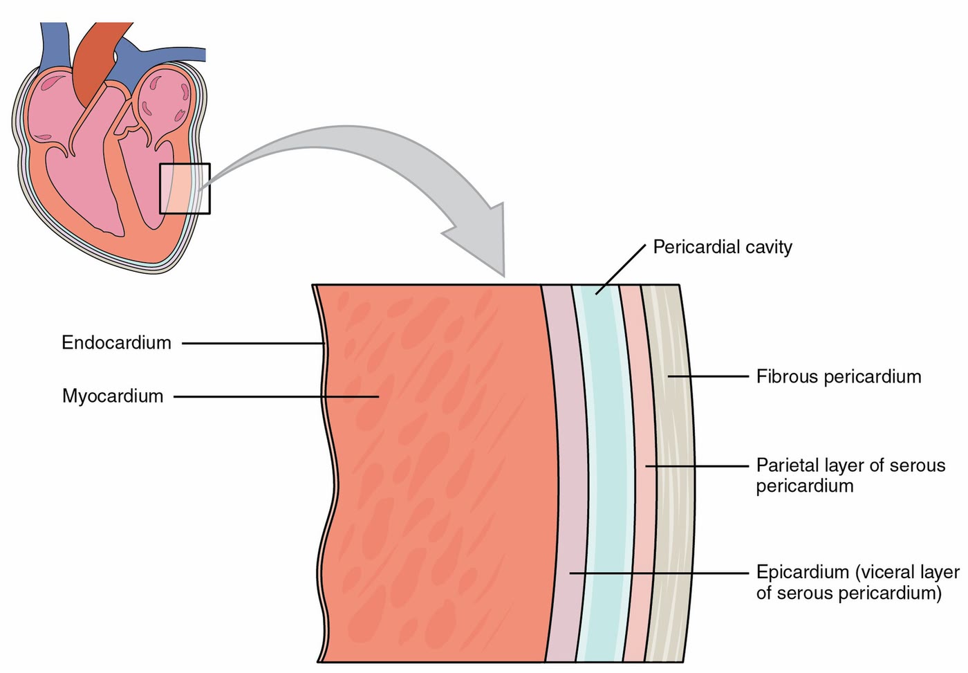 Ilustração anatômica: Miocárdio (Myocardium)