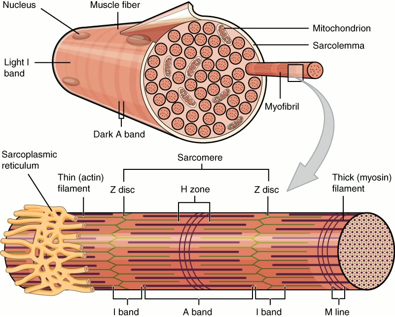 Ilustração anatômica: Miofibrila (Myofibrils)