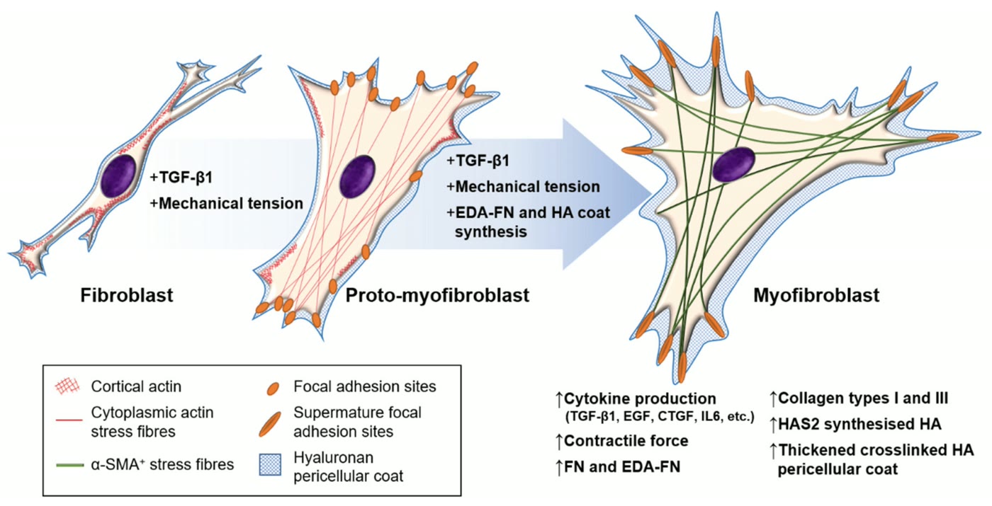 Esquema da transformação de um fibroblasto em protomiofibroblasto e em miofibroblasto