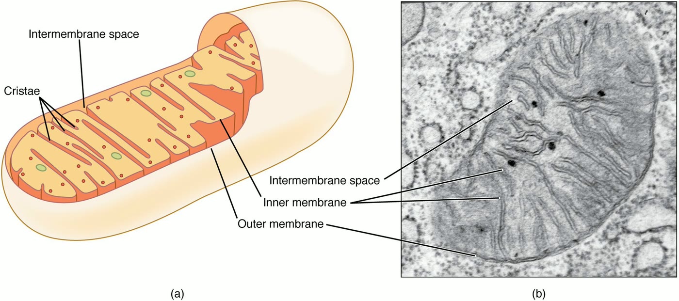 Ilustração anatômica: Mitocôndria (Mitochondria)