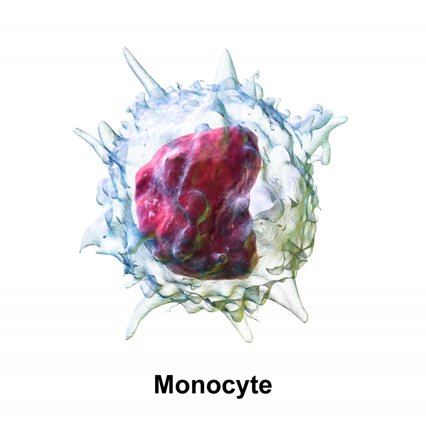 Ilustração anatômica: Monócito (Monocytes)