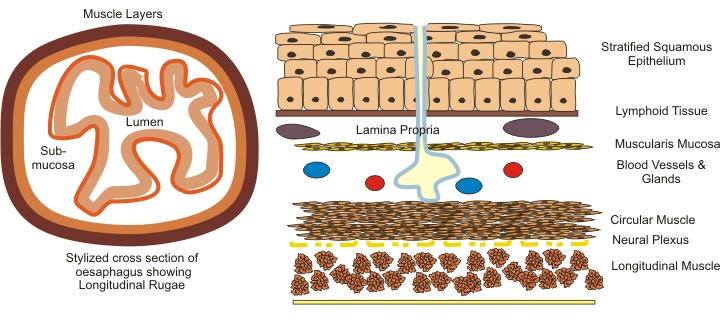 Esquema de um corte do esôfago e das camadas da parede: epitélio estratificado pavimentoso, lâmina própria, muscular da mucosa, submucosa e camadas musculares