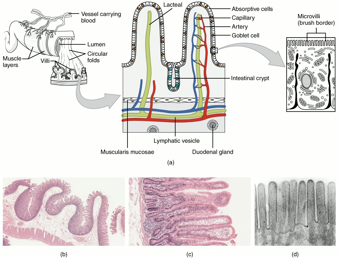 Esquema da parede do intestino delgado com vilosidades, criptas intestinais, lâmina própria e muscular da mucosa, ao lado de cortes microscópicos