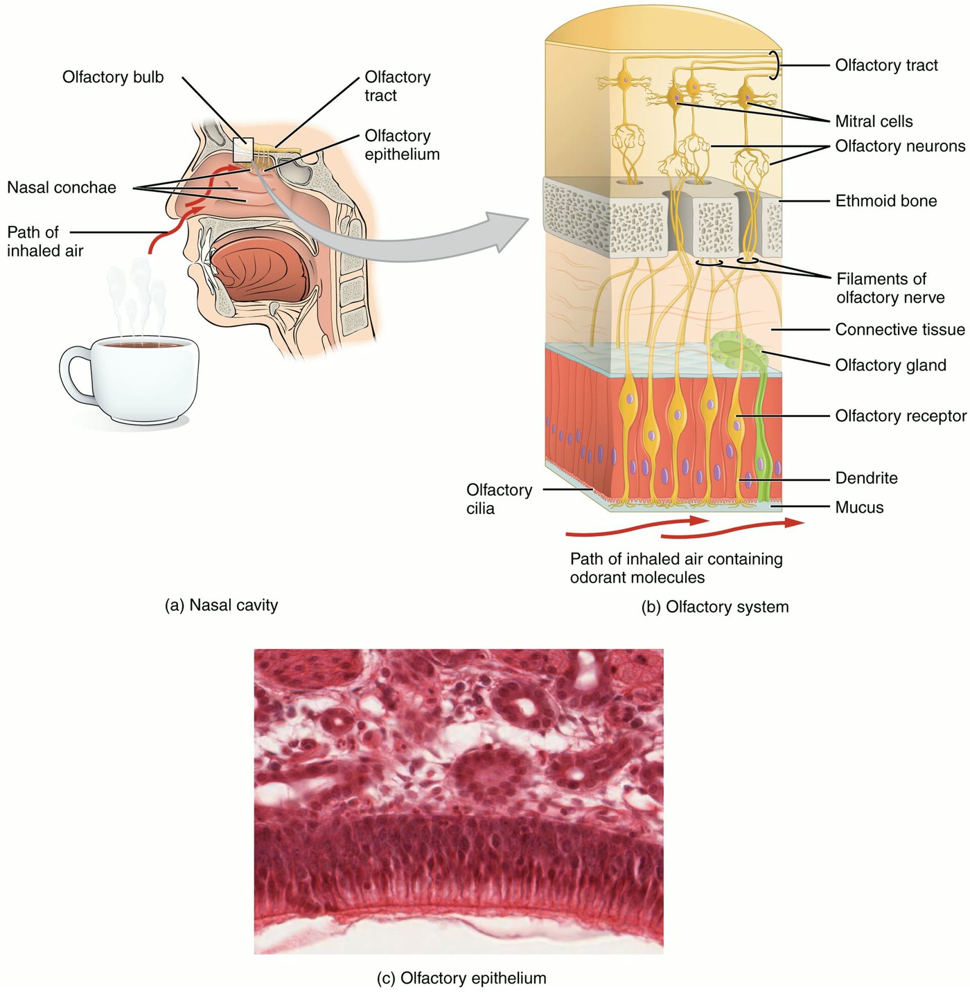 Ilustração anatômica: Mucosa olfatória (Olfactory Mucosa)