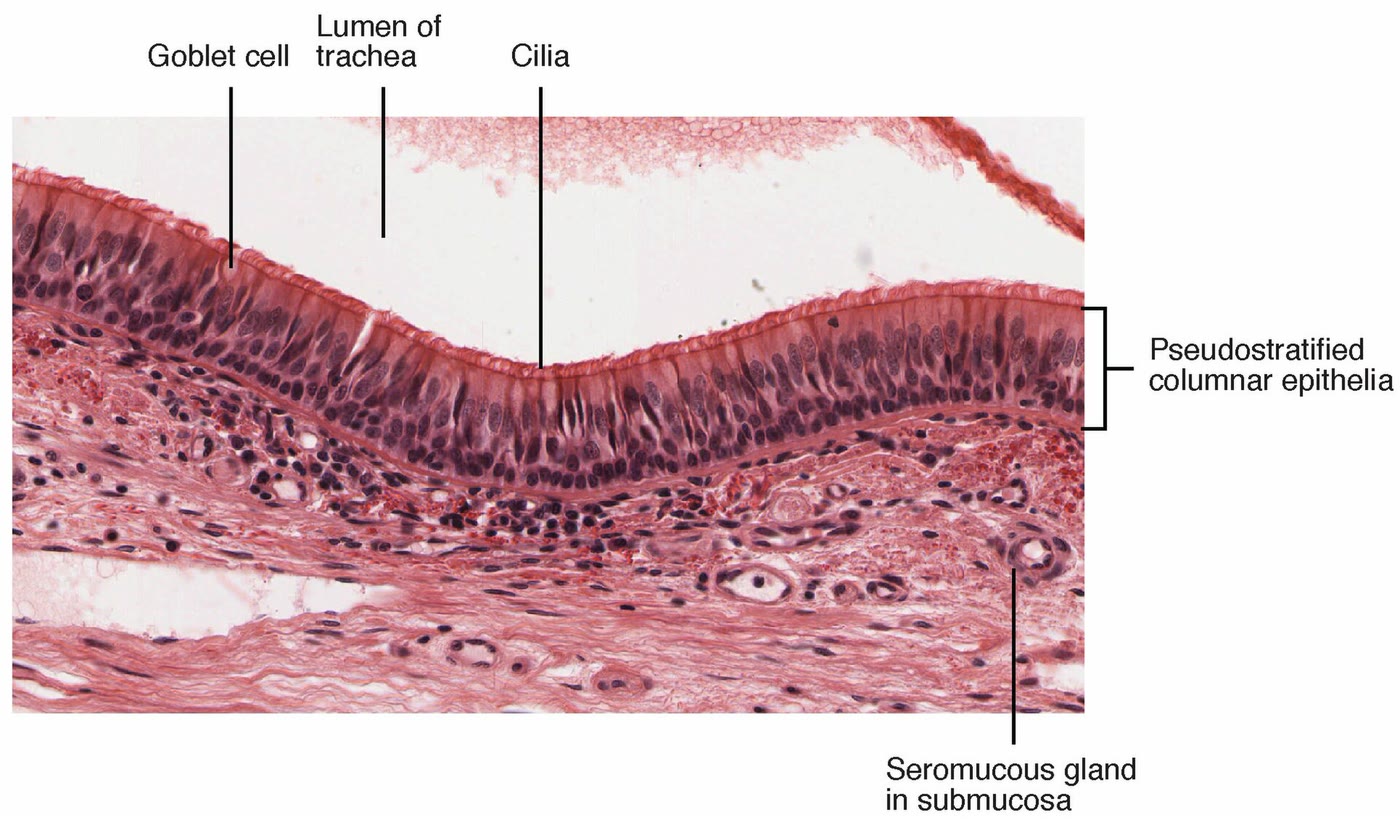 Ilustração anatômica: Mucosa respiratória (Respiratory Mucosa)