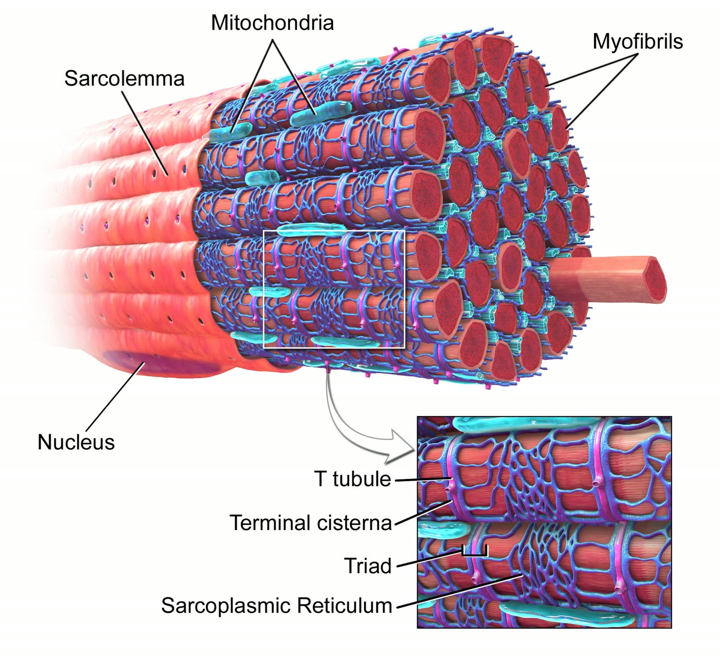 Ilustração anatômica: Músculo esquelético (Skeletal muscle)