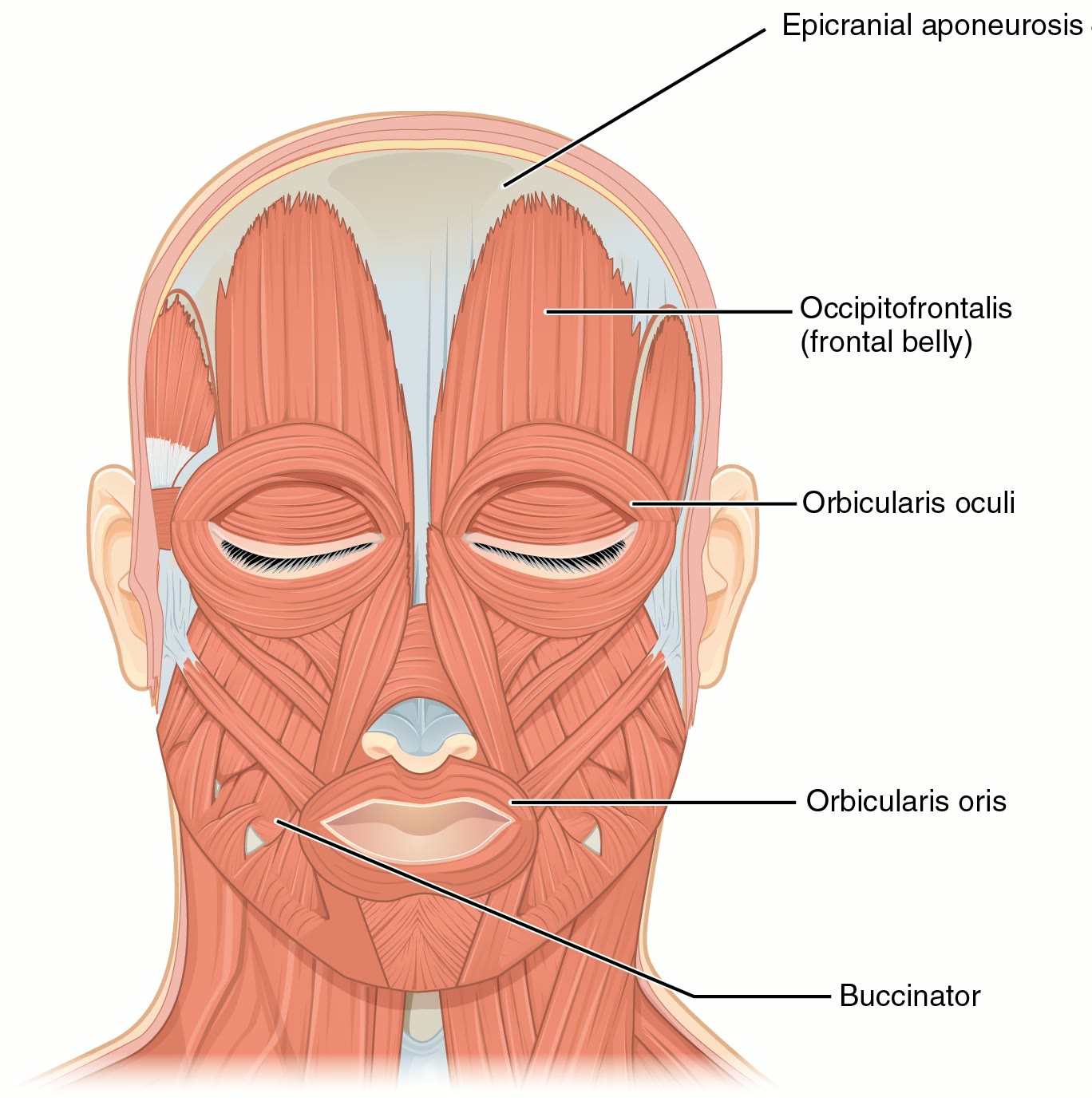 Ilustração anatômica: Músculo frontal (Frontalis muscle)