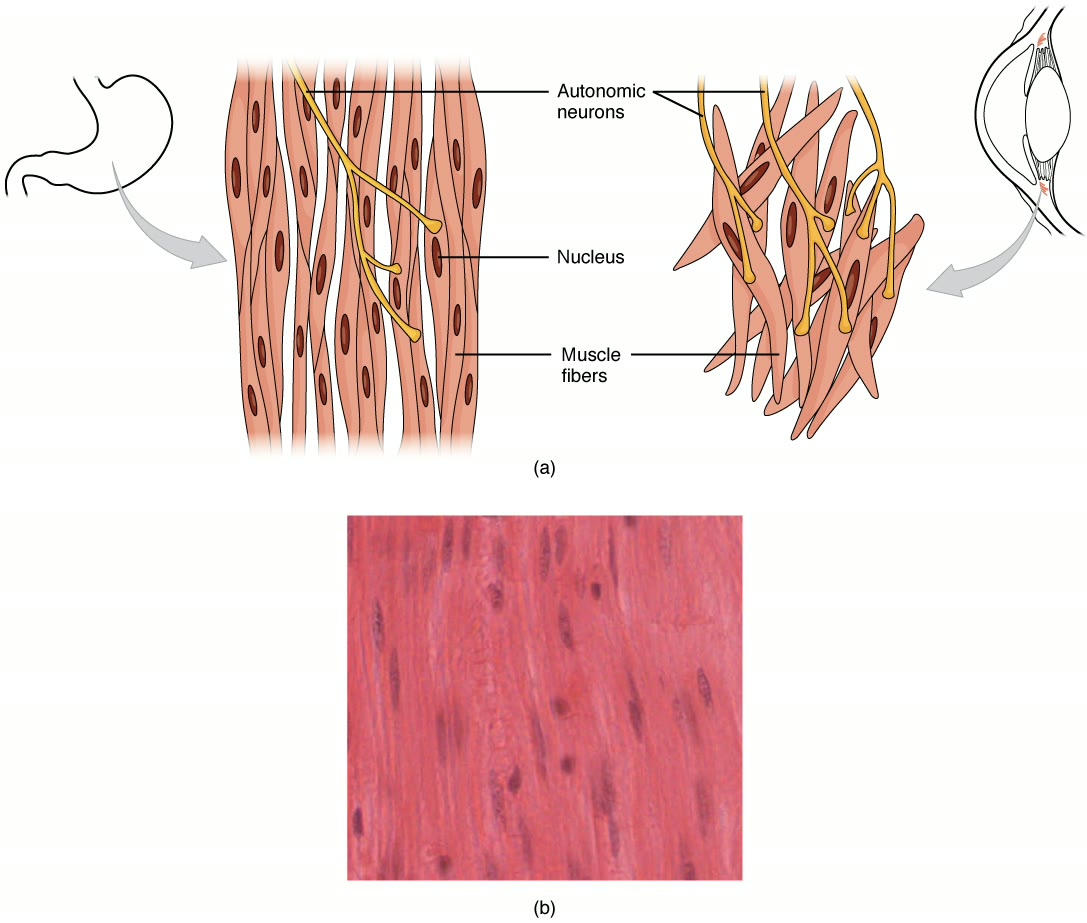 Ilustração anatômica: Músculo liso (Muscle, Smooth)
