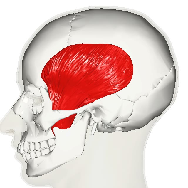 Ilustração anatômica: Músculo temporal (Temporalis muscle)