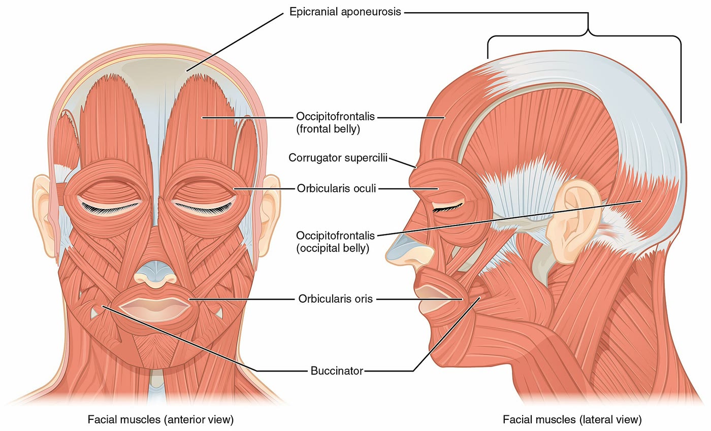 Ilustração anatômica: Músculos da face (Facial muscles)