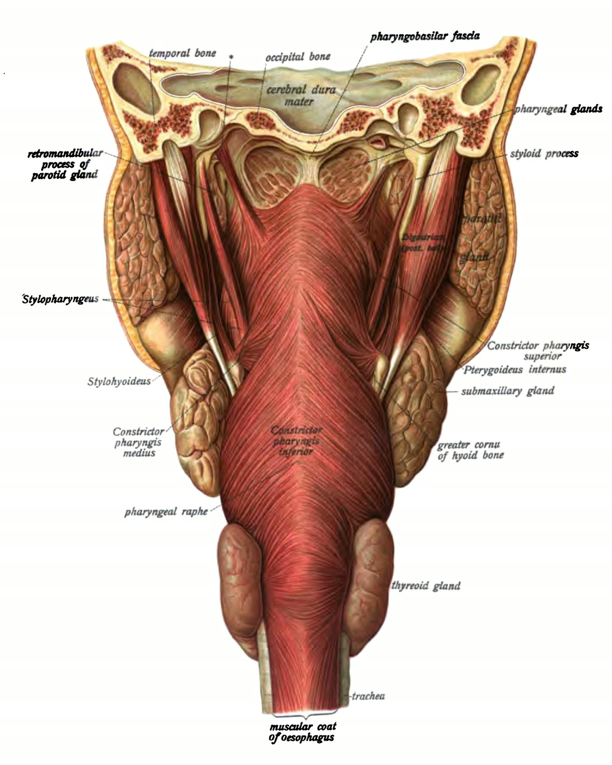 Ilustração anatômica: Músculos da faringe (Pharyngeal Muscles)