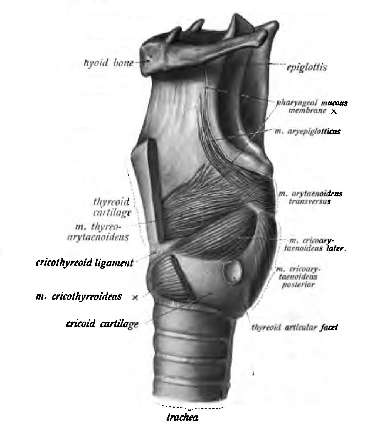 Ilustração anatômica: Músculos da laringe (Laryngeal Muscles)