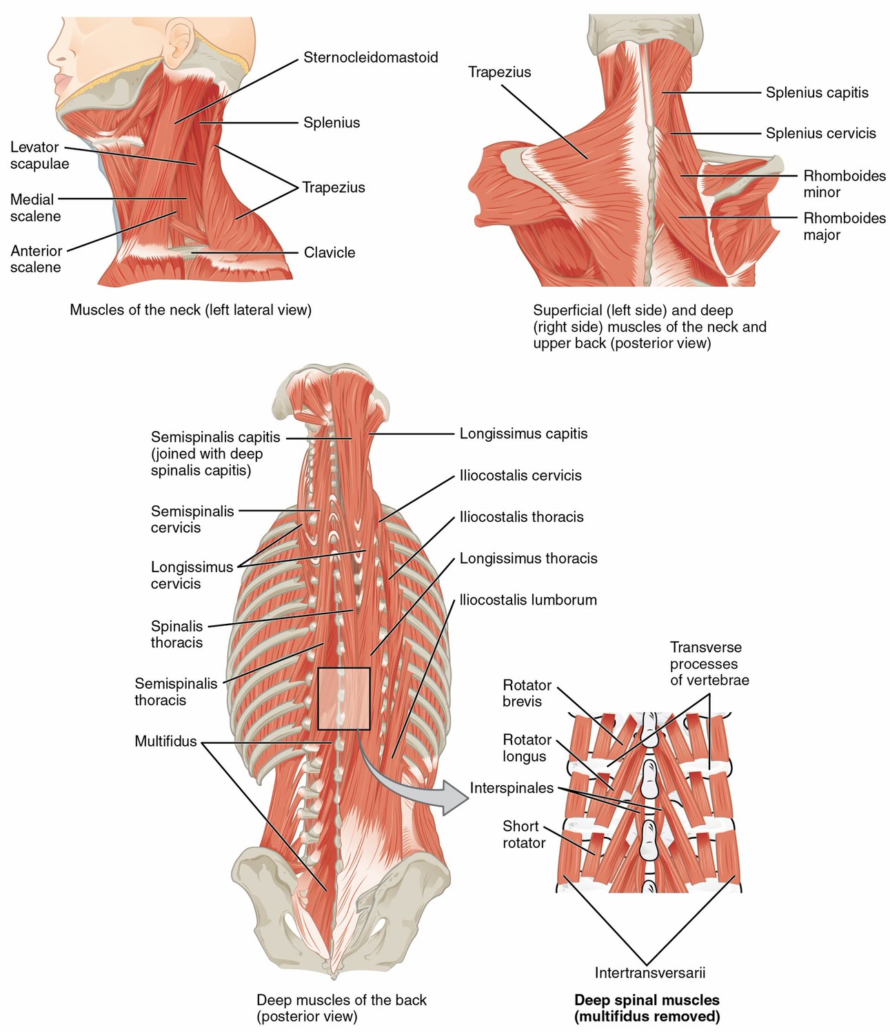 Ilustração anatômica: Músculos do dorso (Back Muscles)