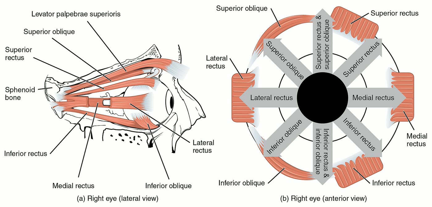 Ilustração anatômica: Músculos extraoculares (Oculomotor Muscles)