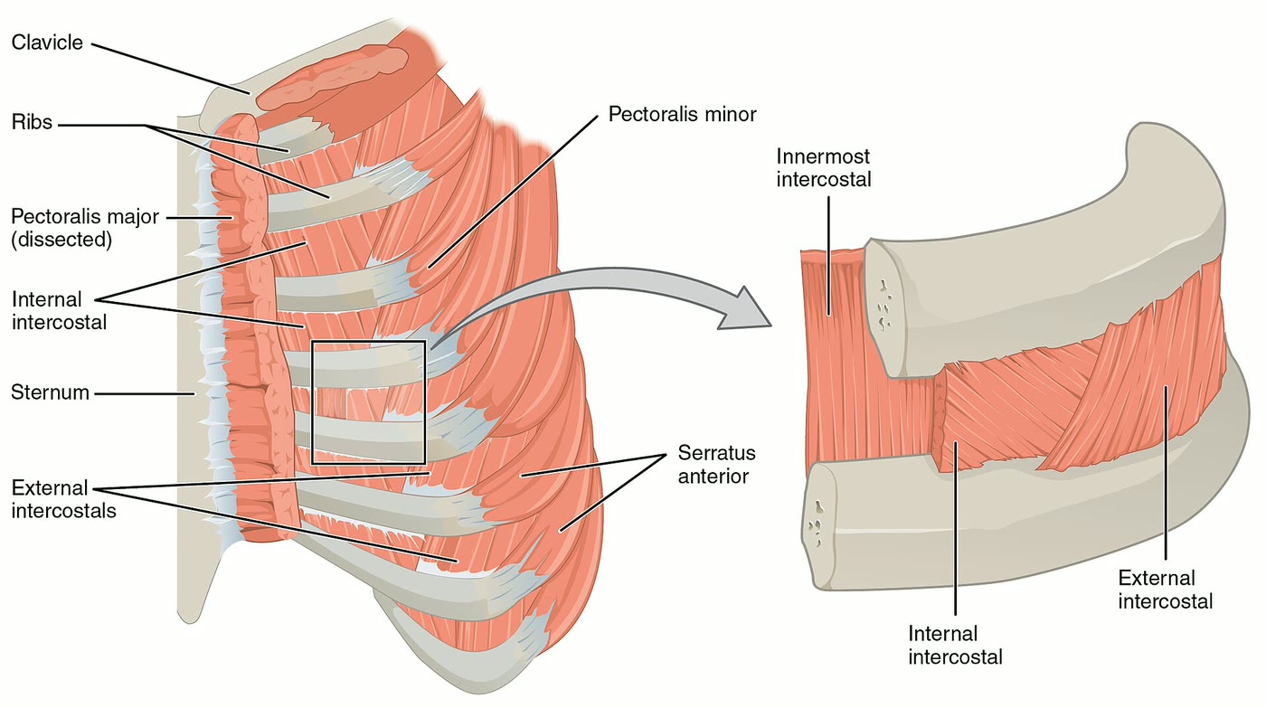 Ilustração anatômica: Músculos intercostais (Intercostal Muscles)
