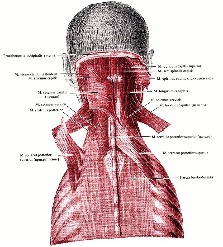 Ilustração anatômica: Músculos intermediários do dorso (Intermediate Back Muscles)