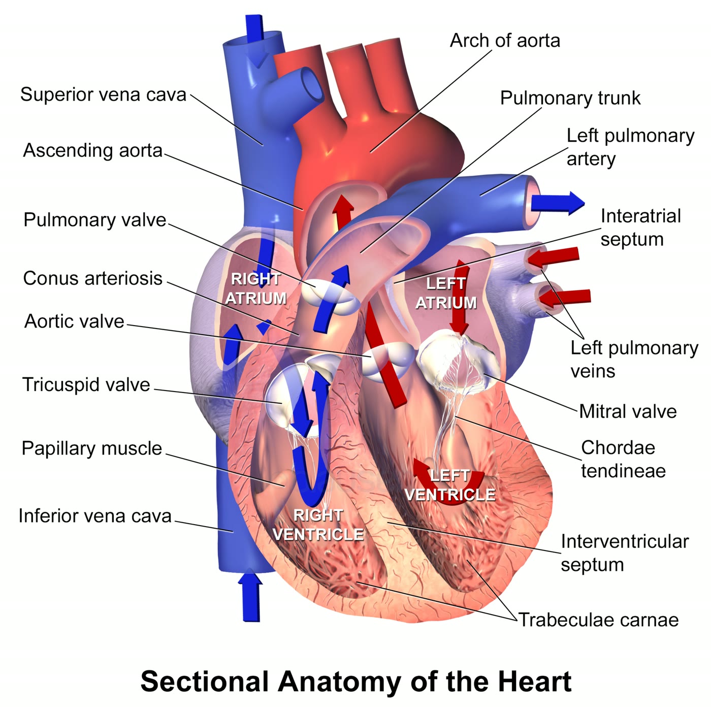 Ilustração anatômica: Músculos papilares (Papillary Muscles)
