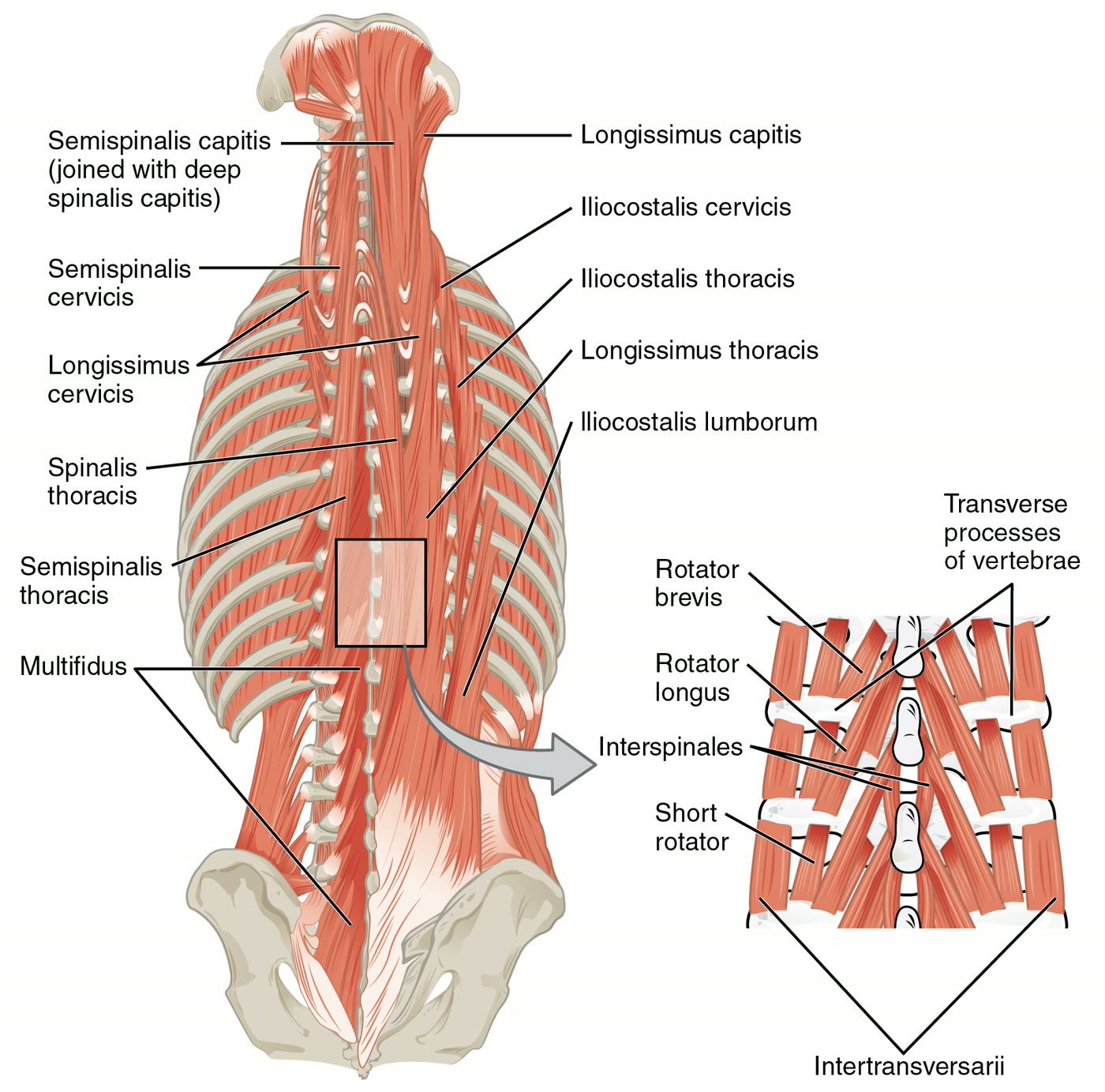 Ilustração anatômica: Músculos paravertebrais (Paraspinal Muscles)