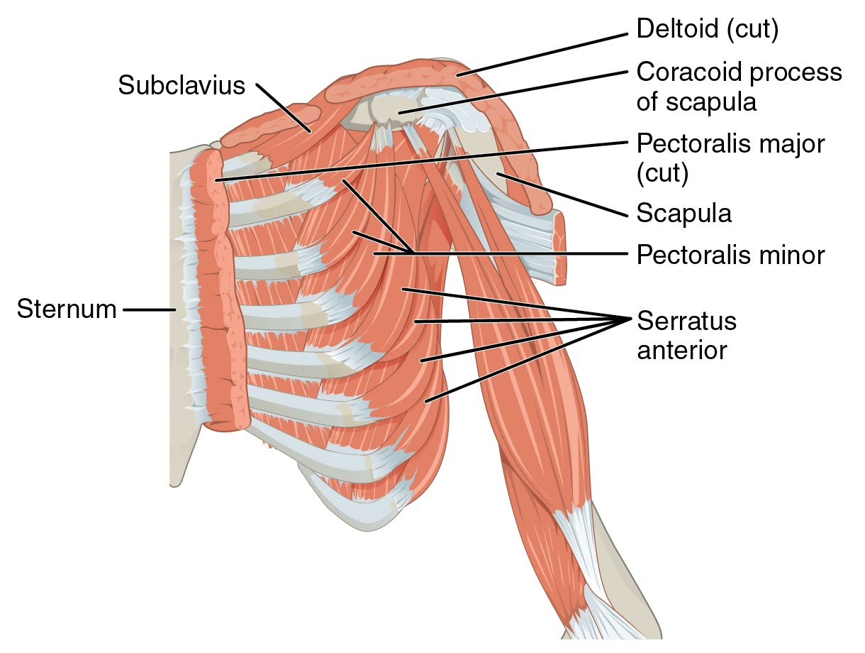 Ilustração anatômica: Músculos peitorais (Pectoralis Muscles)