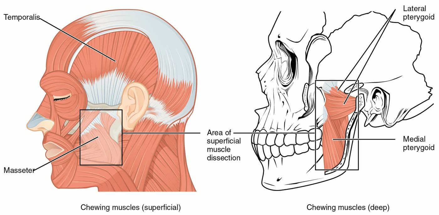 Esquema dos músculos que movem a mandíbula, com os músculos pterigóideos medial e lateral