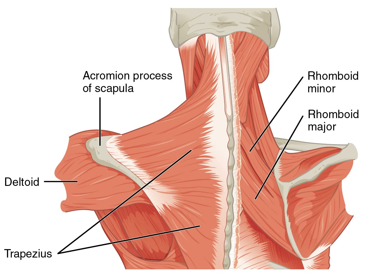 Ilustração anatômica: Músculos superficiais do dorso (Superficial Back Muscles)