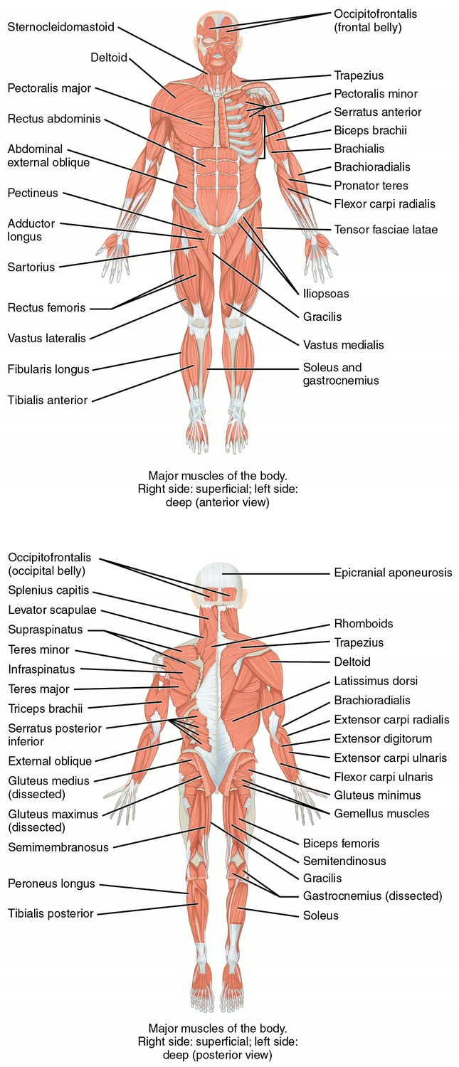 Ilustração anatômica: Músculos (Muscles)