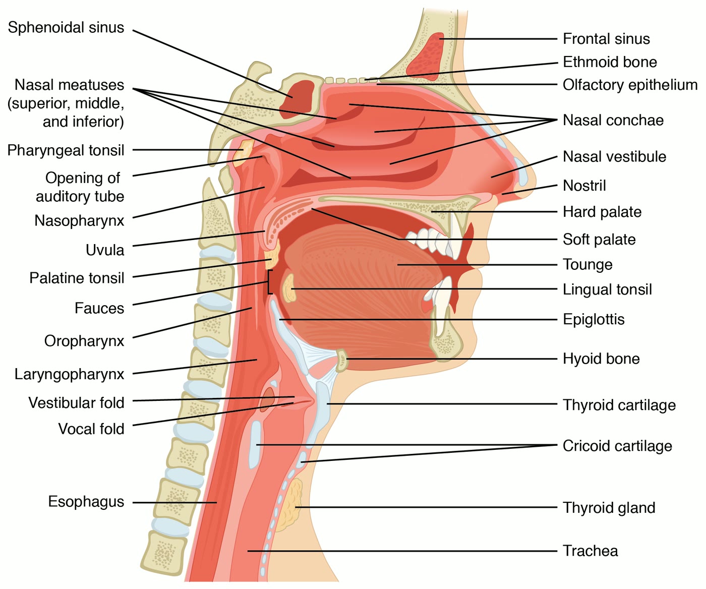 Ilustração anatômica: Nariz (Nose)