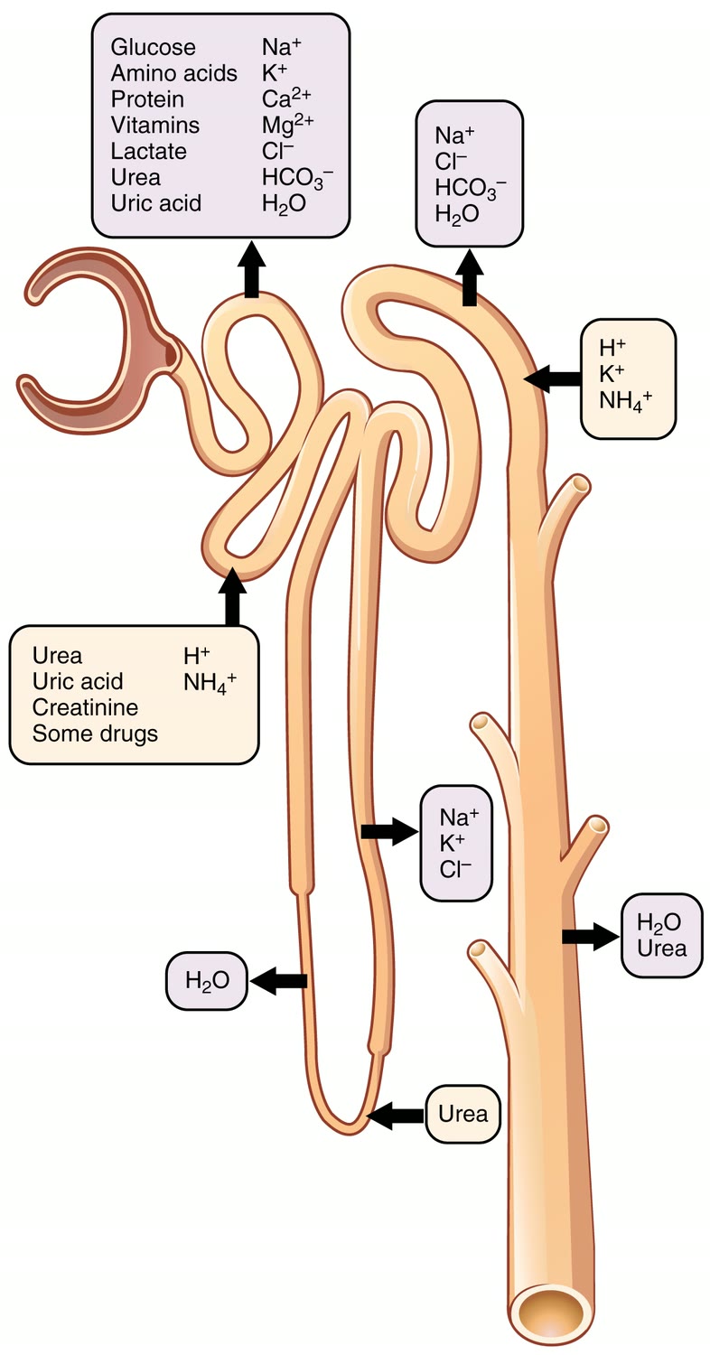 Ilustração anatômica: Néfron (Nephron)