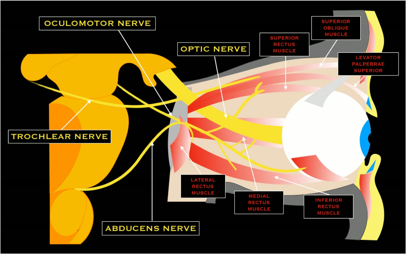 Ilustração anatômica: Nervo abducente (Abducens Nerve)