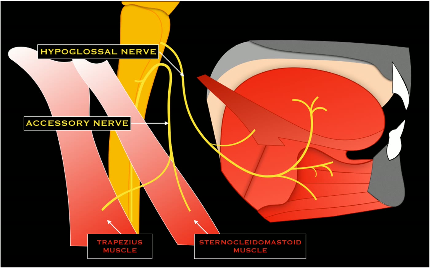Ilustração anatômica: Nervo acessório (Accessory Nerve)
