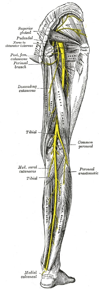 Ilustração anatômica: Nervo ciático (Sciatic nerve)