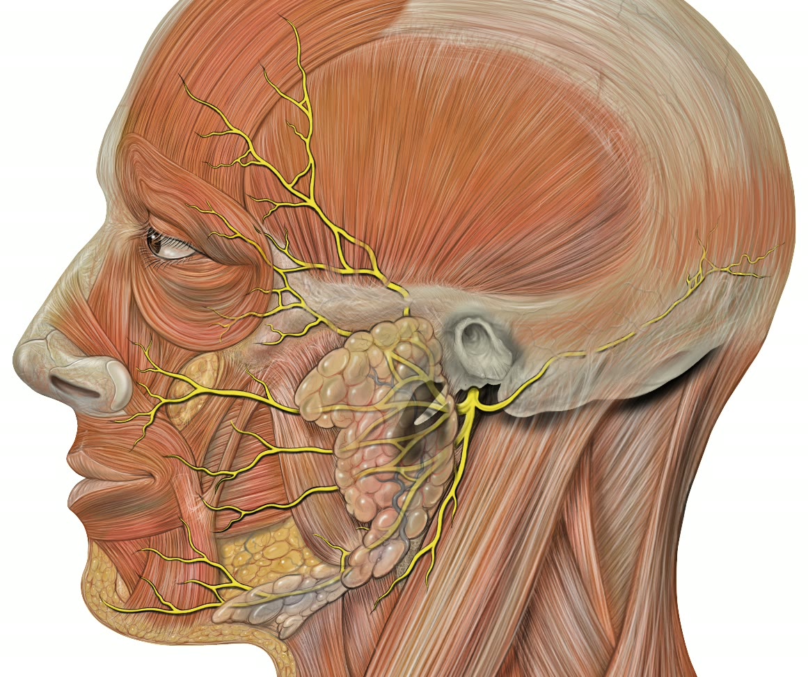 Ilustração anatômica: Nervo facial (Facial nerve)