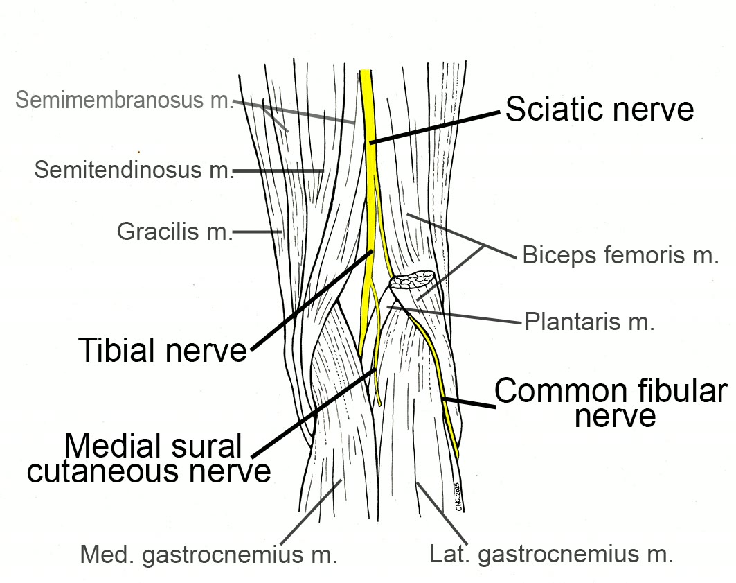 Ilustração anatômica: Nervo fibular (Peroneal Nerve)