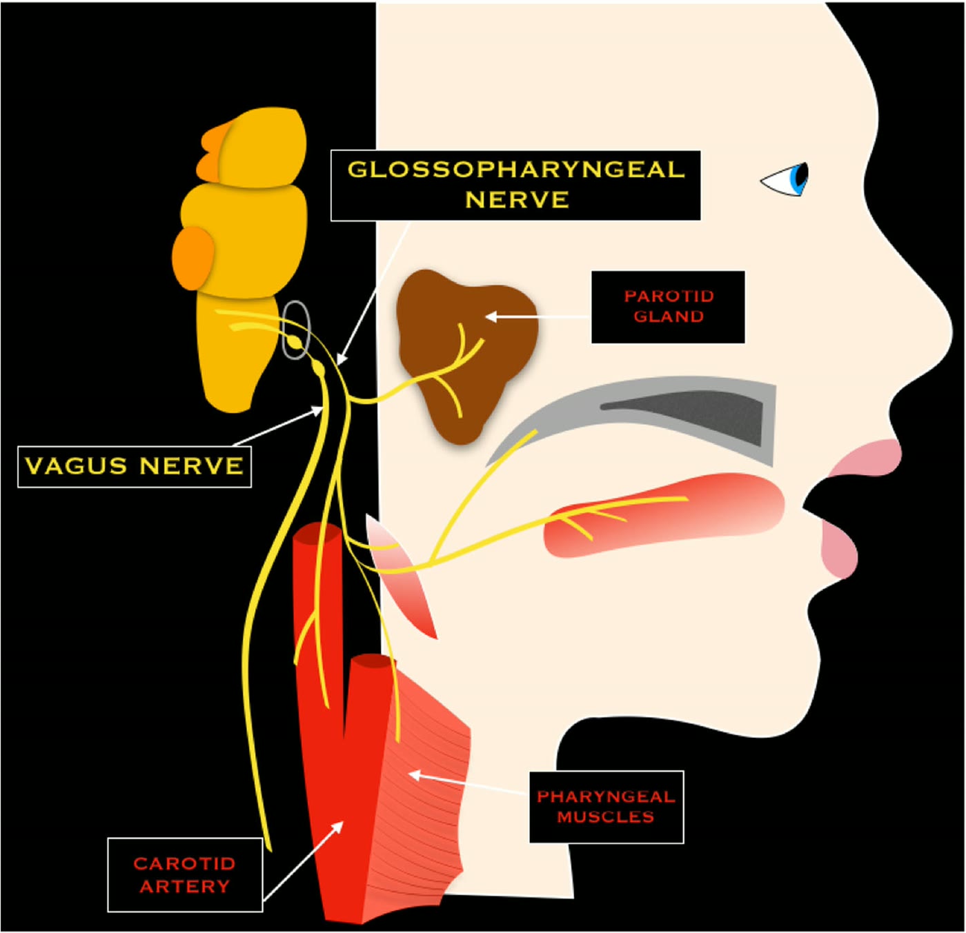 Ilustração anatômica: Nervo glossofaríngeo (Glossopharyngeal Nerve)