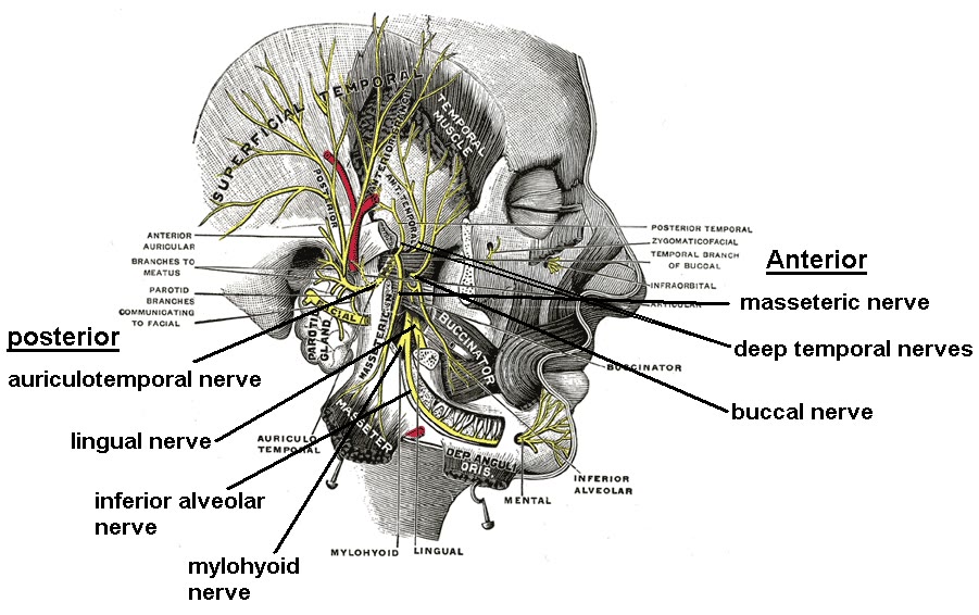 Ilustração anatômica: Nervo lingual (Lingual Nerve)