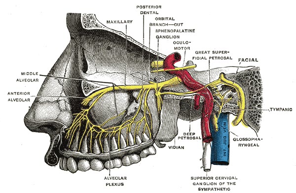 Ilustração anatômica: Nervo maxilar (Maxillary Nerve)