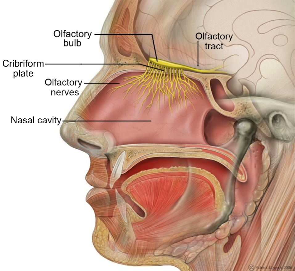 Ilustração anatômica: Nervo olfatório (Olfactory Nerve)