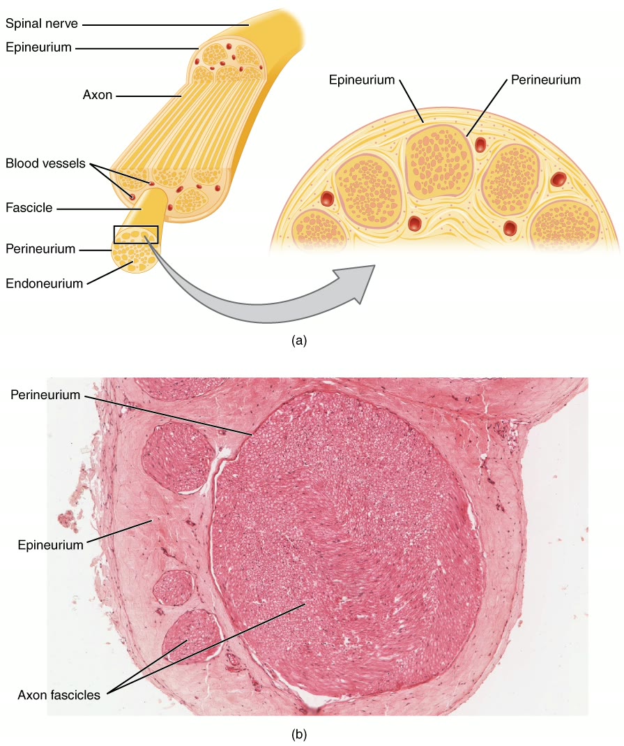Ilustração anatômica: Nervo periférico (Peripheral Nerves)