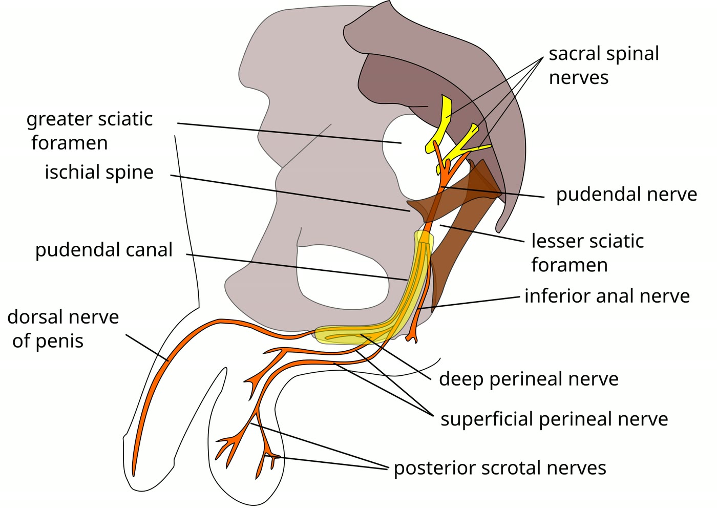 Ilustração anatômica: Nervo pudendo (Pudendal Nerve)