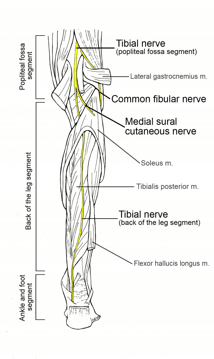Ilustração anatômica: Nervo tibial (Tibial Nerve)