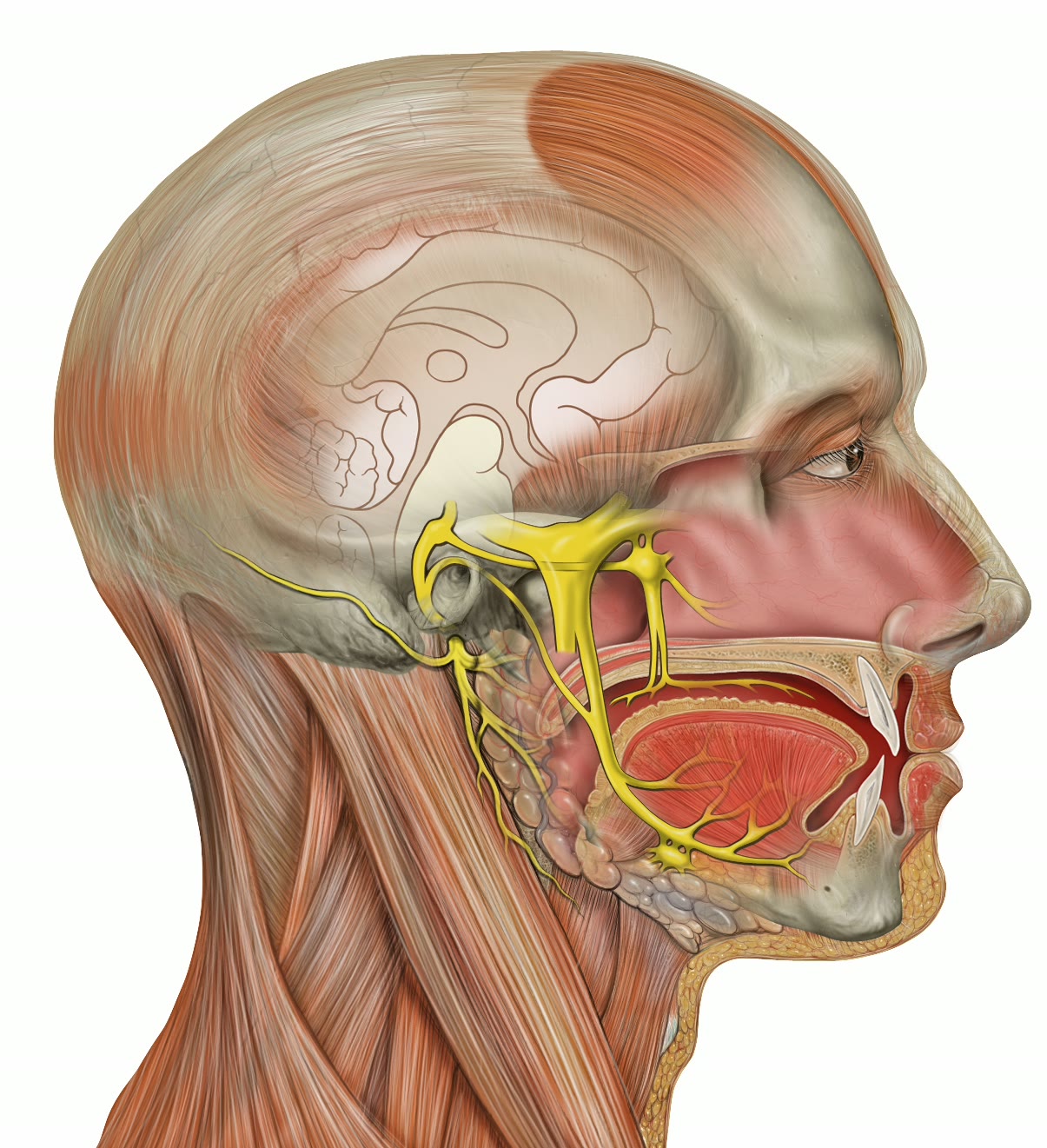 Ilustração anatômica: Nervo trigêmeo (Trigeminal nerve)