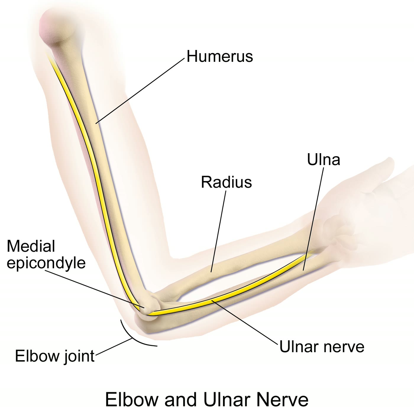Ilustração anatômica: Nervo ulnar (Ulnar Nerve)