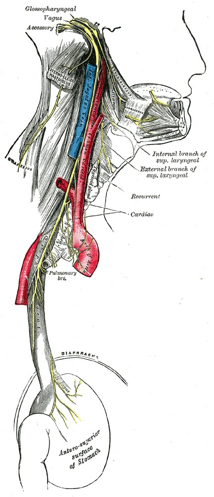 Ilustração anatômica: Nervo vago (Vagus nerve)