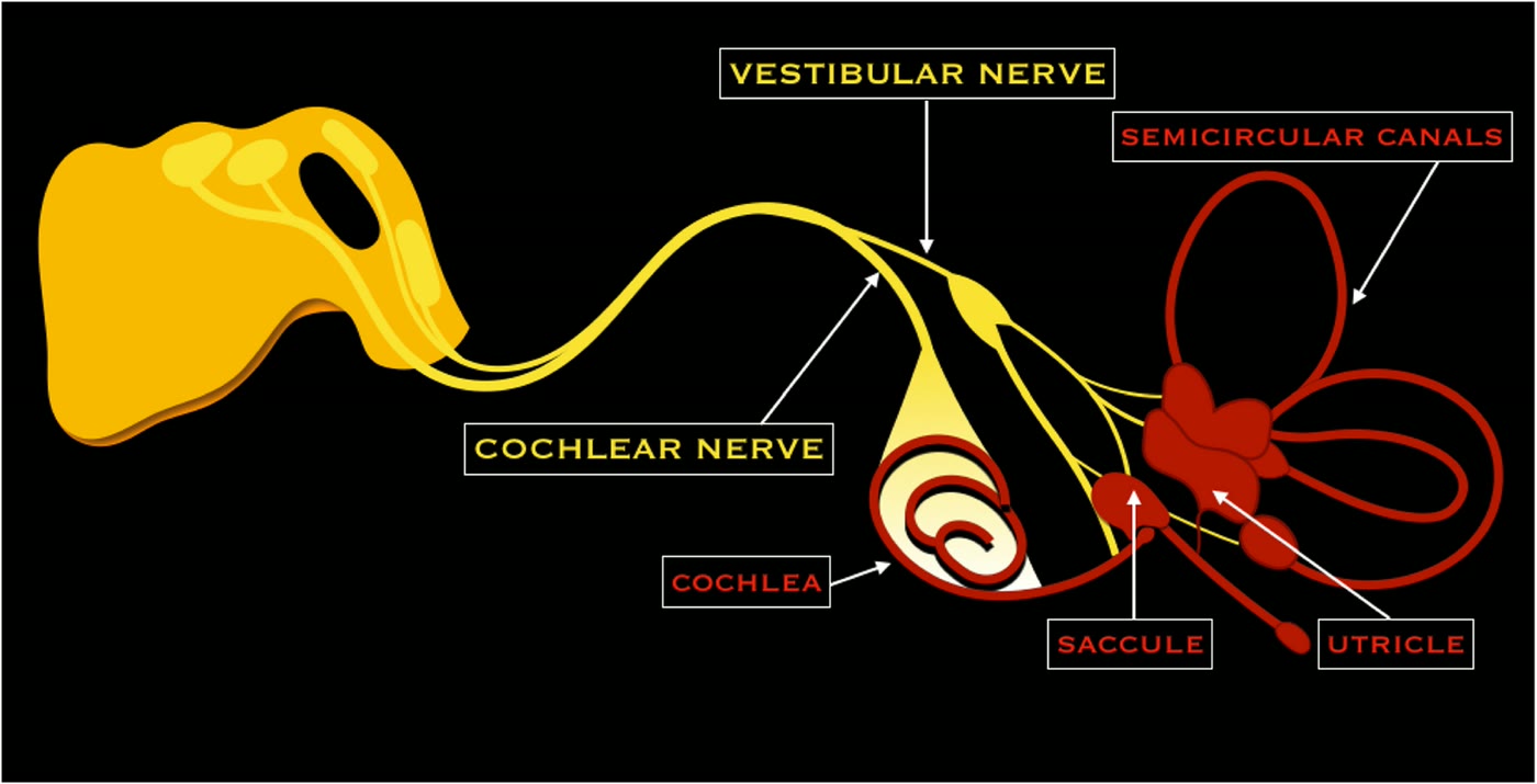 Ilustração anatômica: Nervo vestibular (Vestibular Nerve)